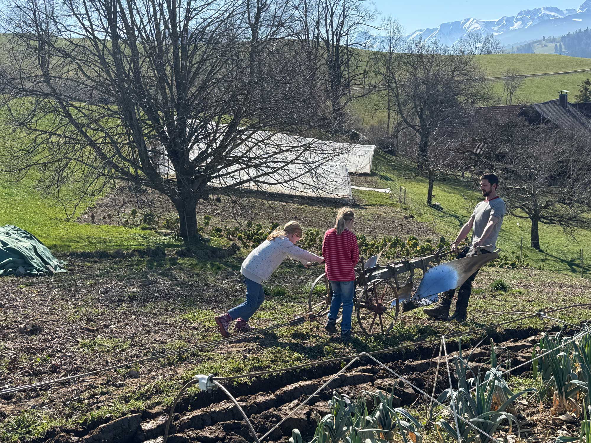 Kinder ziehen einen Pflug in der Bauernepoche der Steinerschule Bern Ittigen Langnau