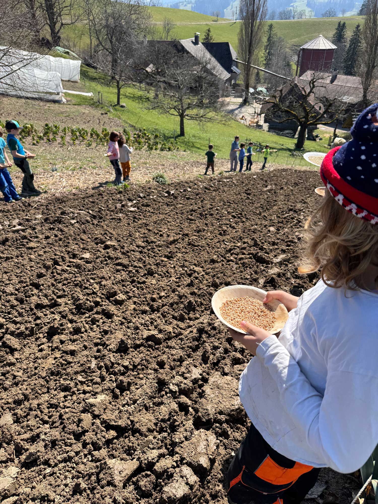 Kinder beim Korn säen in der Bauernepoche der Steinerschule Bern Ittigen Langnau