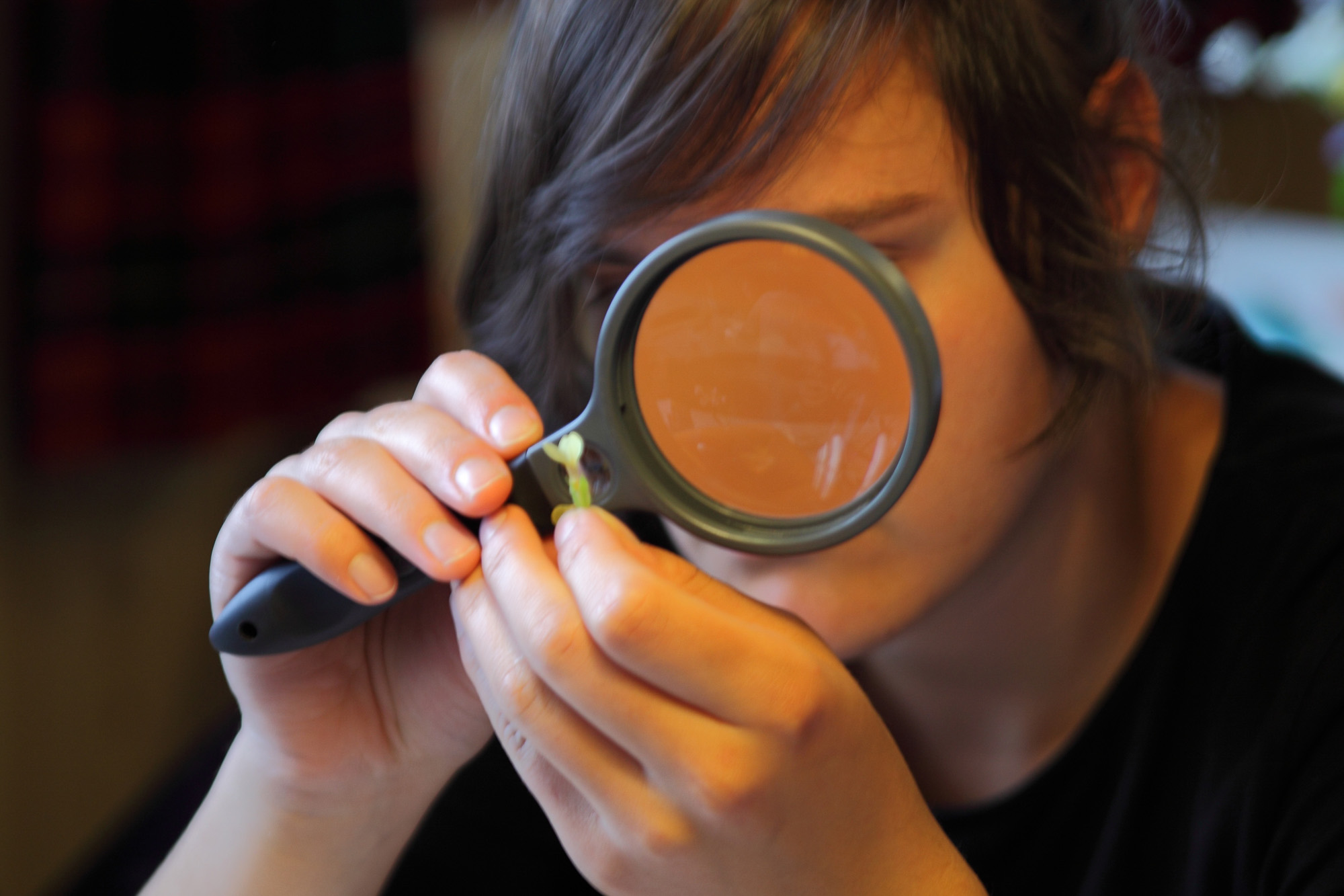 Pflanzen studieren im Botaniklager der Steinerschule Bern Ittigen Langnau