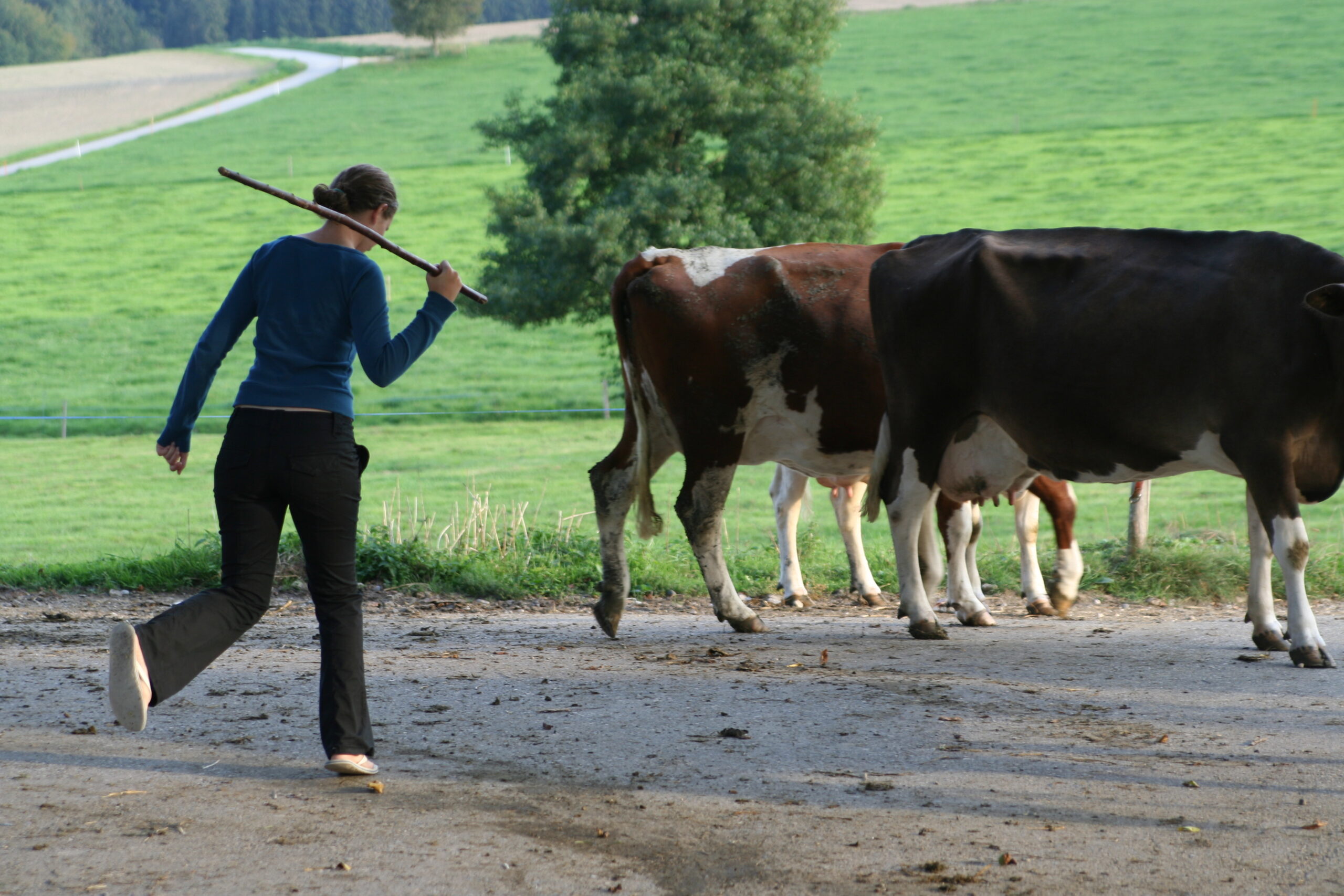 Landwirtschaftspraktikum in der 9. Klasse der Steinerschule Bern Ittigen Langnau